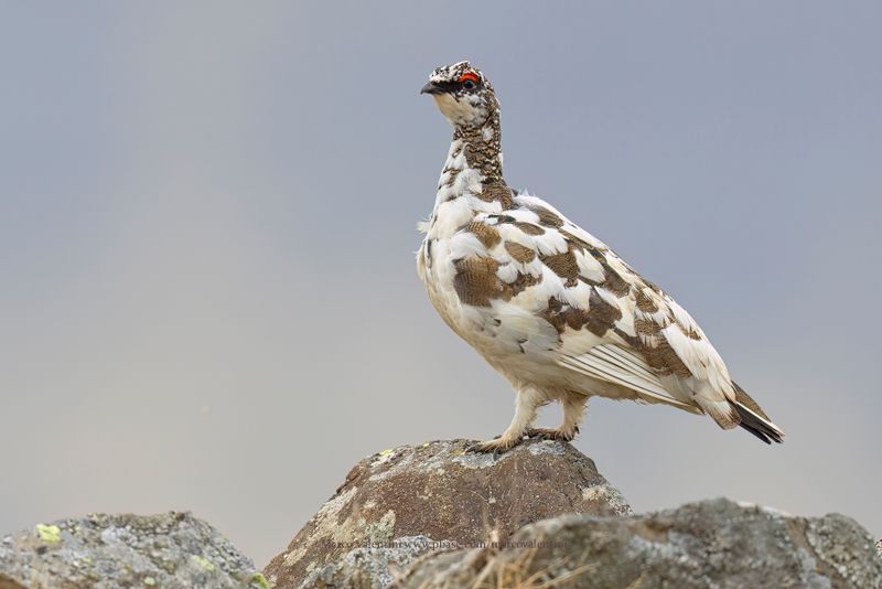 Rock Ptarmigan - Lagopus muta