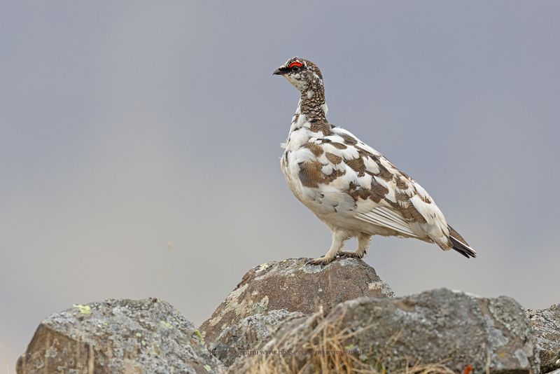 Rock Ptarmigan - Lagopus muta