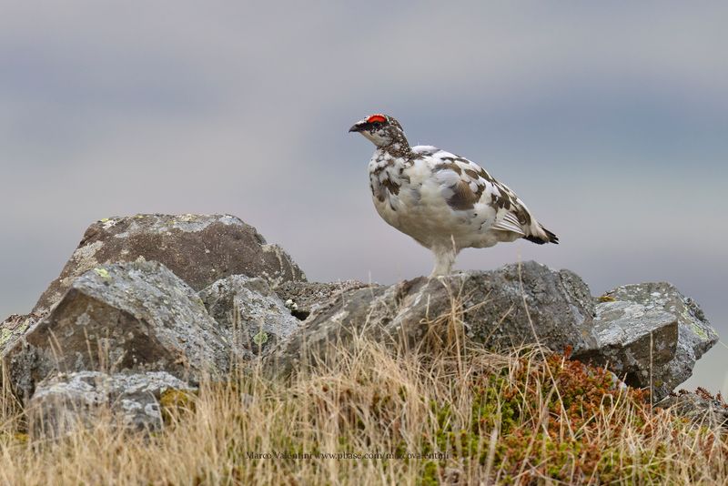 Rock Ptarmigan - Lagopus muta