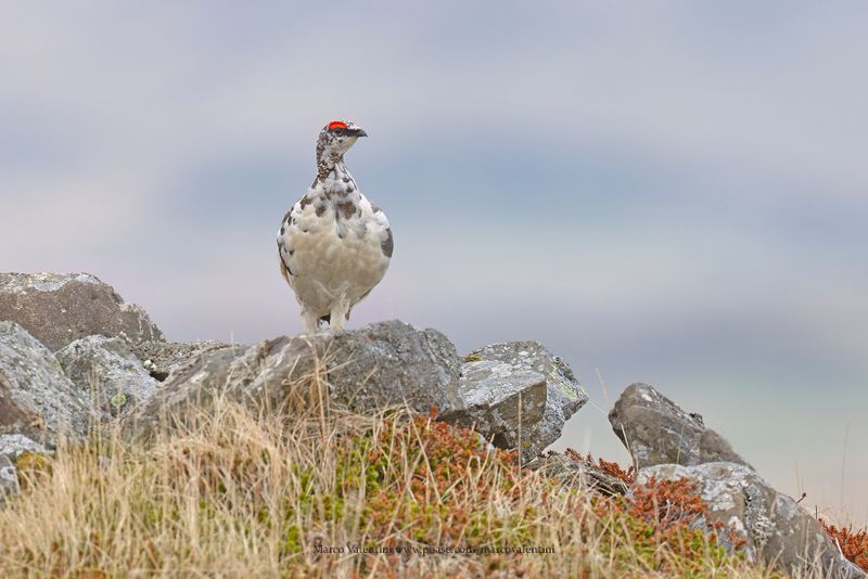 Rock Ptarmigan - Lagopus muta