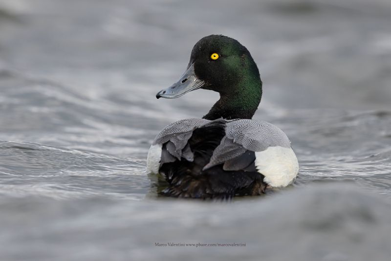 Greater Scaup - Aythya marila