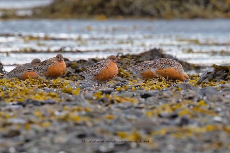 Red Knot - Calidris canutus