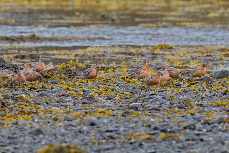 Red Knot - Calidris canutus
