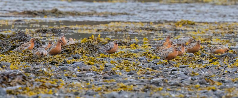 Red Knot - Calidris canutus