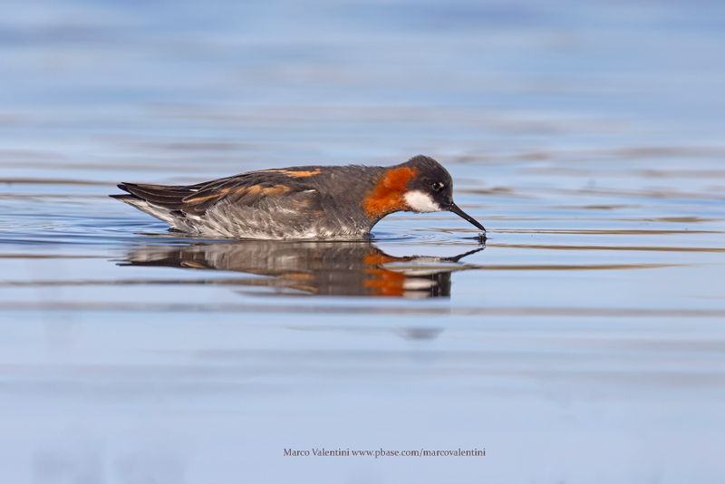 Red-necked Phalarope - Phalaropus lobatus