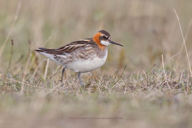 Red-necked Phalarope - Phalaropus lobatus