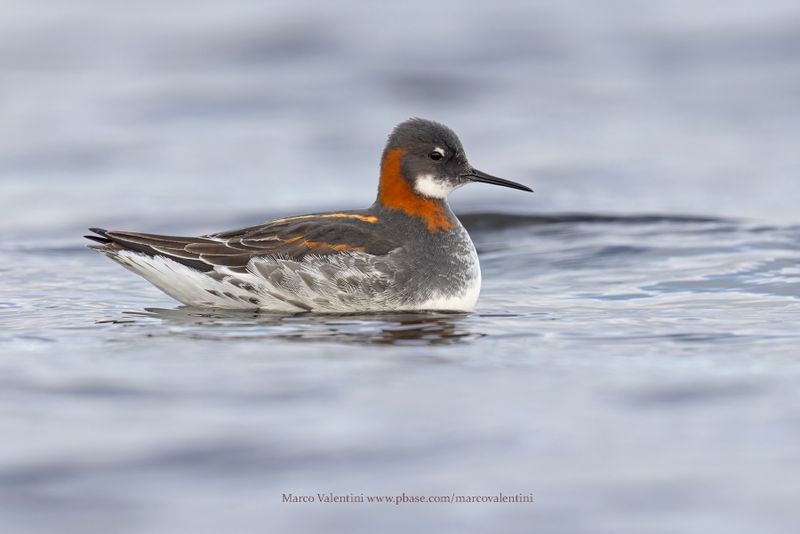 Red-necked Phalarope - Phalaropus lobatus