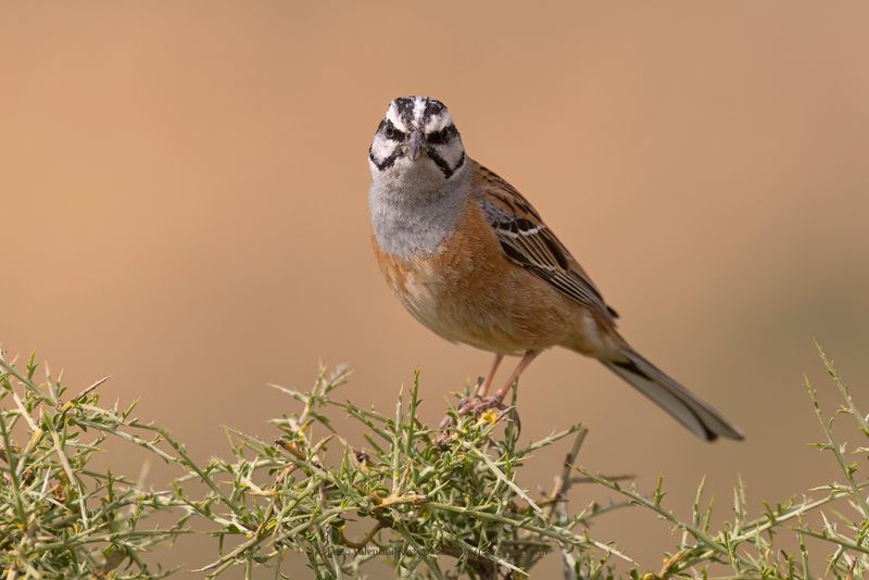 Rock Bunting - Emberiza cia