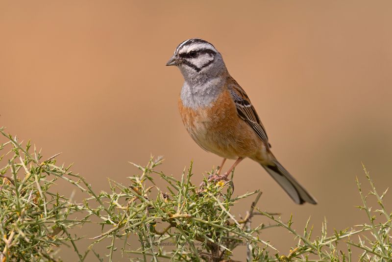Rock Bunting - Emberiza cia