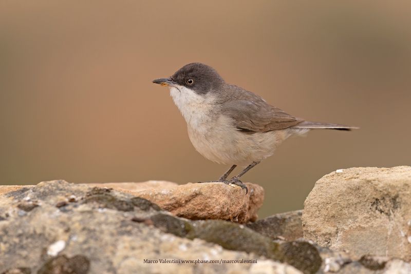 Western Orphean Warbler - Sylvia hortensis