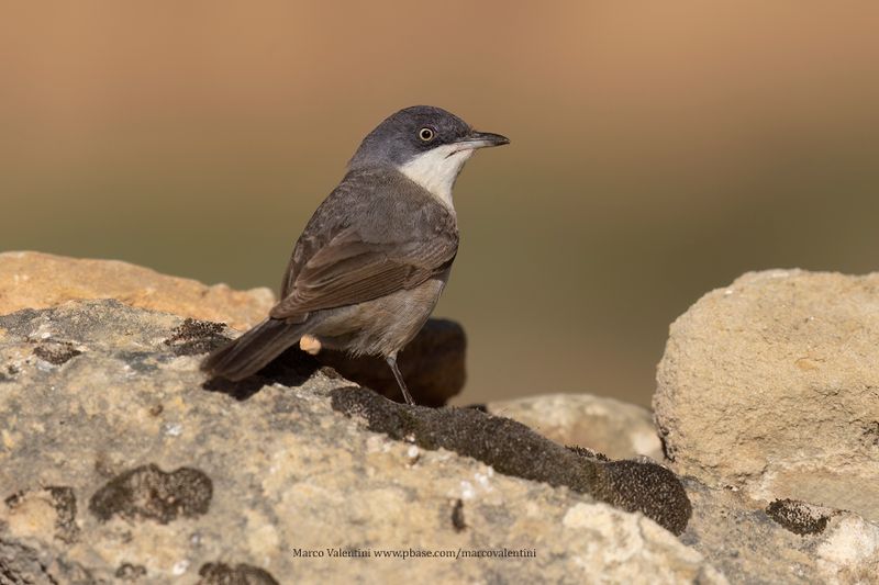 Western Orphean Warbler - Sylvia hortensis