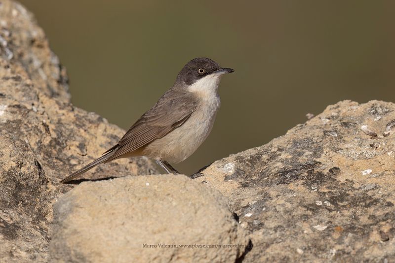 Western Orphean Warbler - Sylvia hortensis