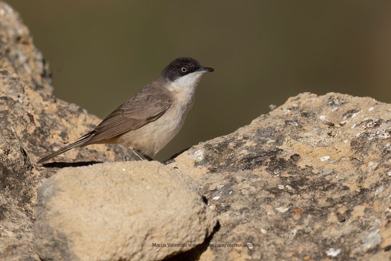 Western Orphean Warbler - Sylvia hortensis