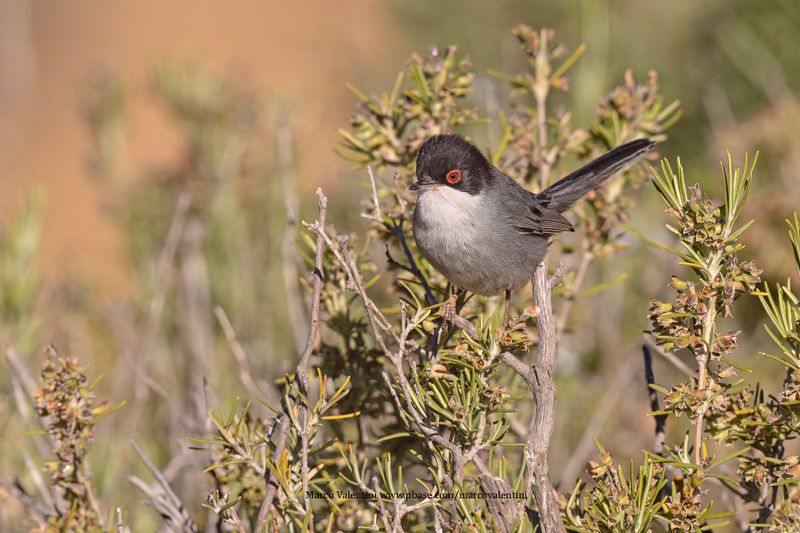 Sardinian warbler - Sylvia melanocephala