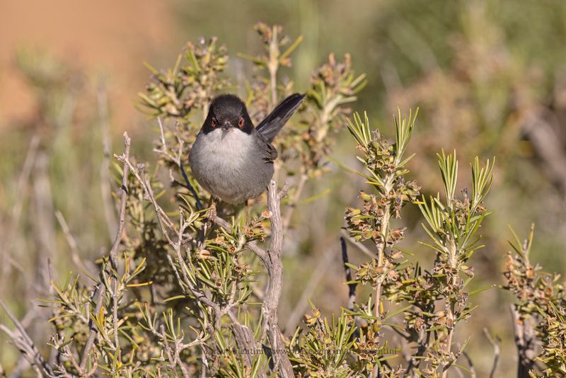 Sardinian warbler - Sylvia melanocephala