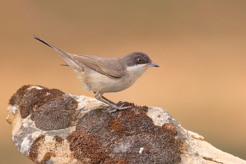 Western Orphean Warbler - Sylvia hortensis