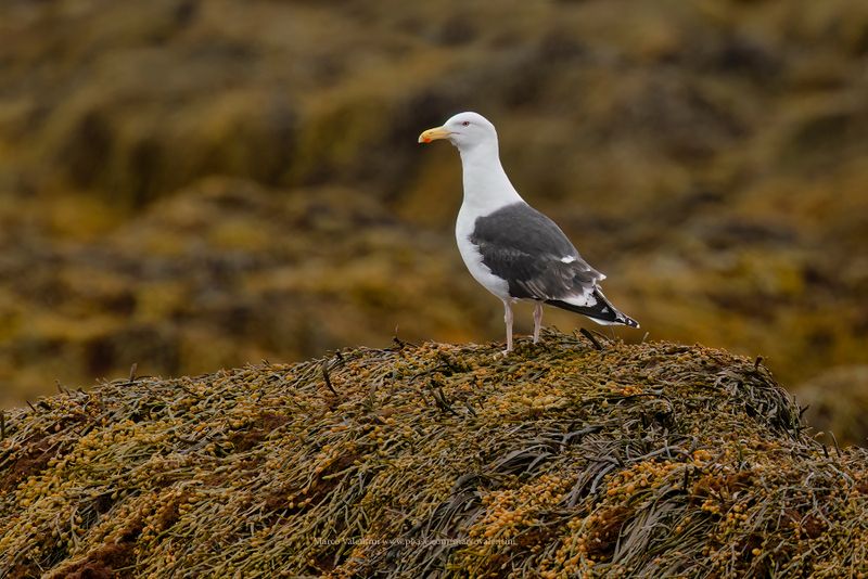 Great Black-backed gull - Larus marinus