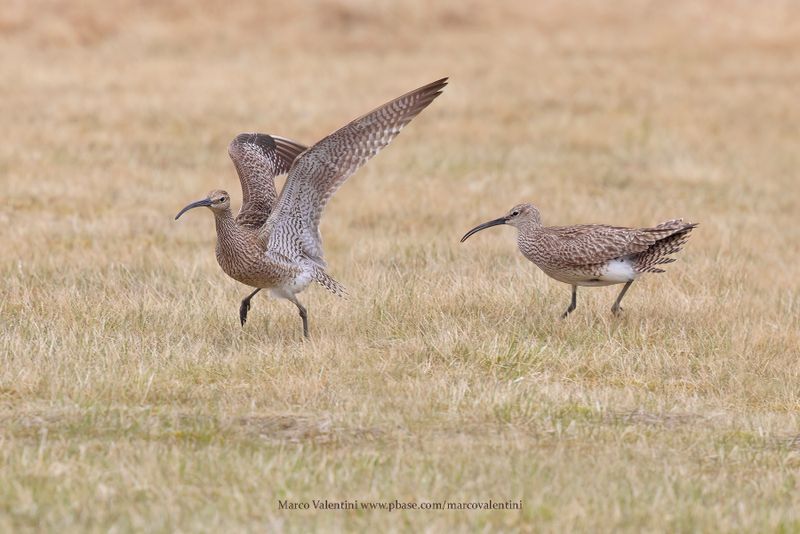 Whimbrel - Numenius phaeopus