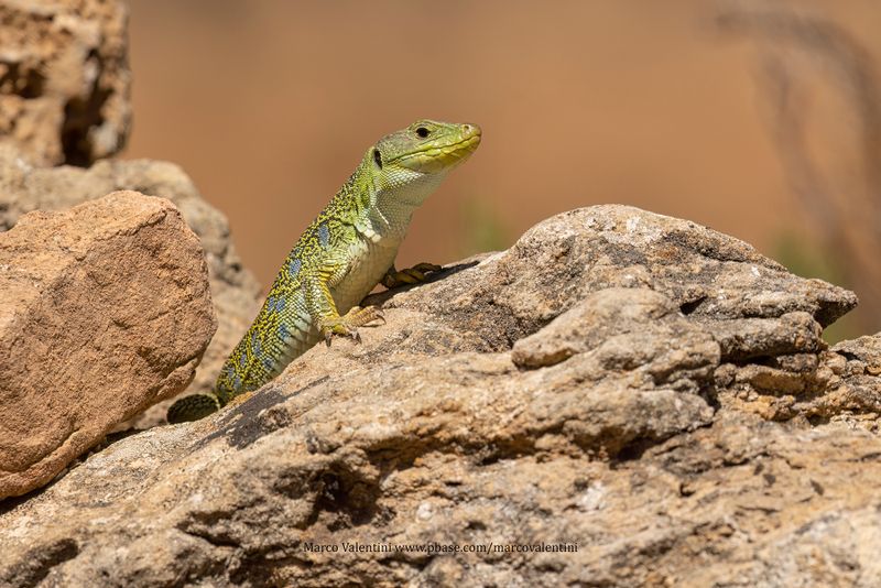 Ocellated Lizard - Lacerta lepida