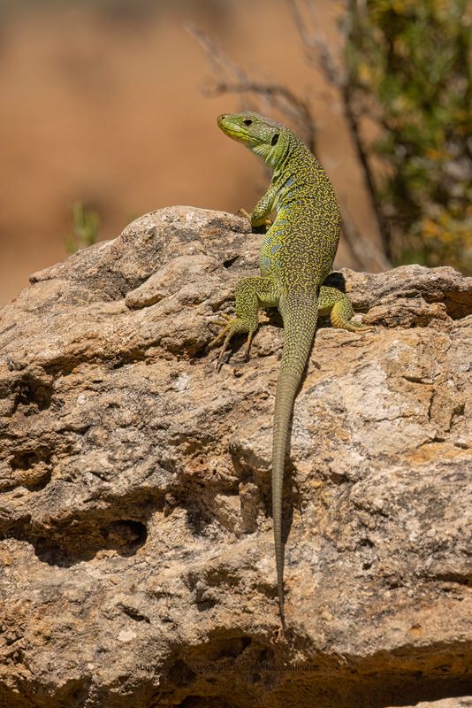 Ocellated Lizard - Lacerta lepida