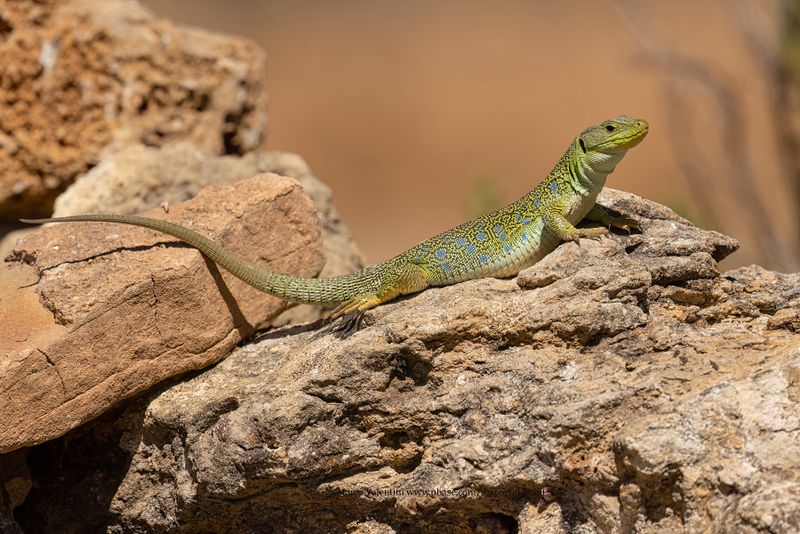 Ocellated Lizard - Lacerta lepida