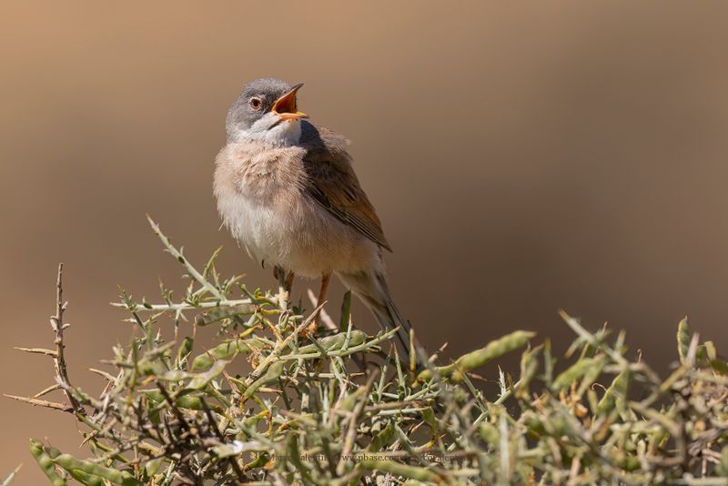 Spectacled warbler - Sylvia conspicillata