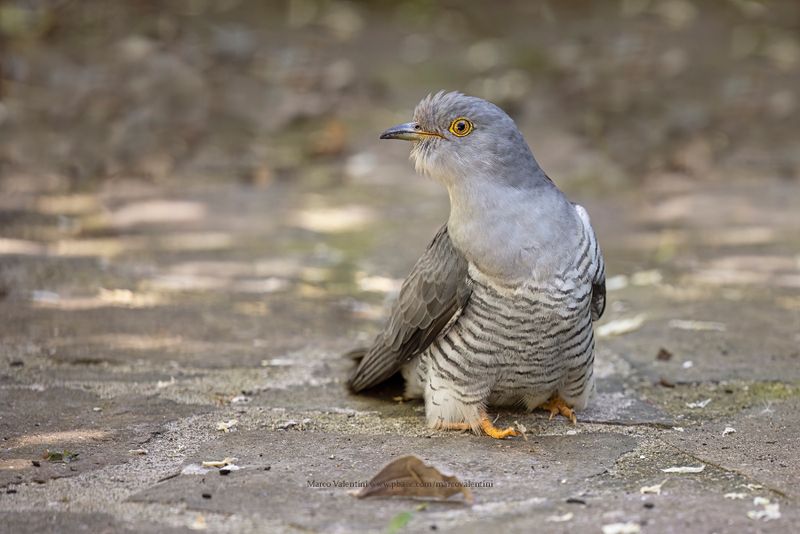 Common Cuckoo - Cuculus canorus