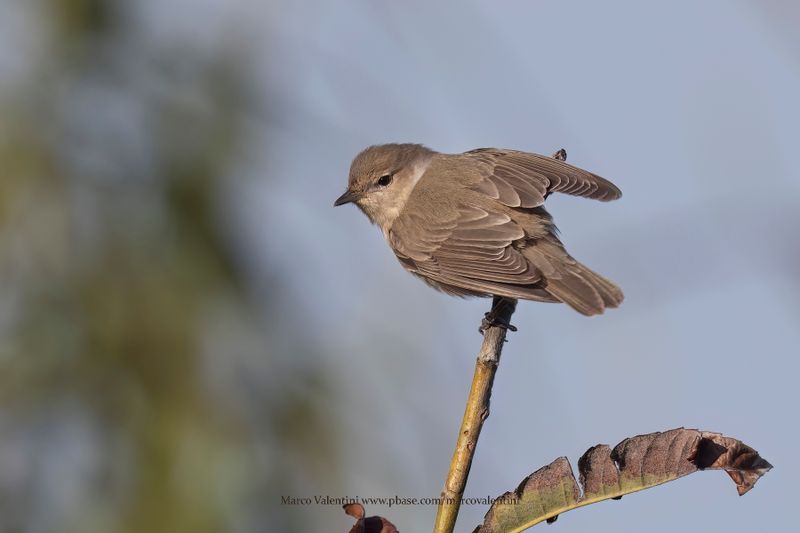 Garden warbler - Sylvia borin