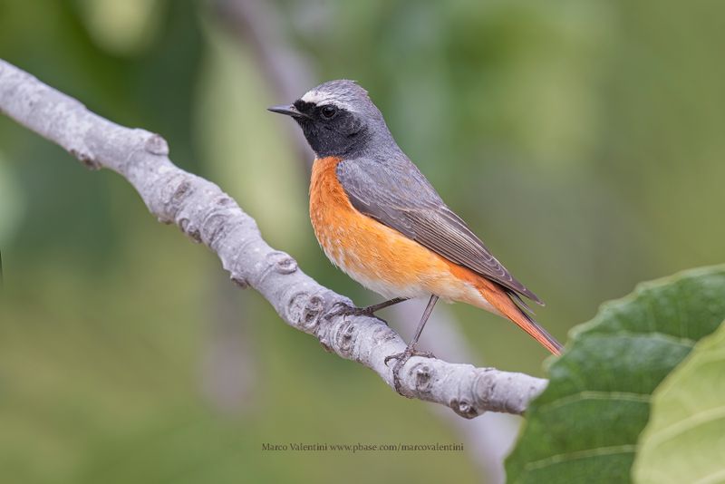 Common redstart - Phoenicurus phoenicurus