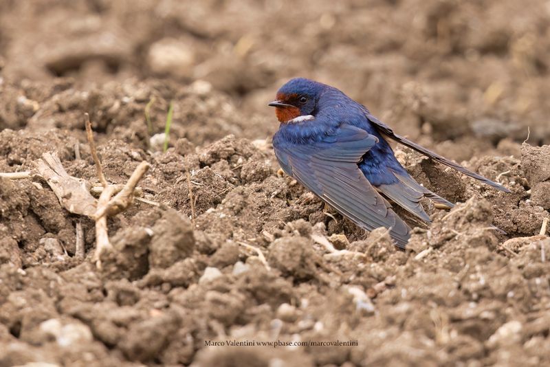 Eurasian swallow - Hirundo rustica