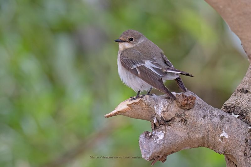 Collared Flycatcher - Ficedula albicollis