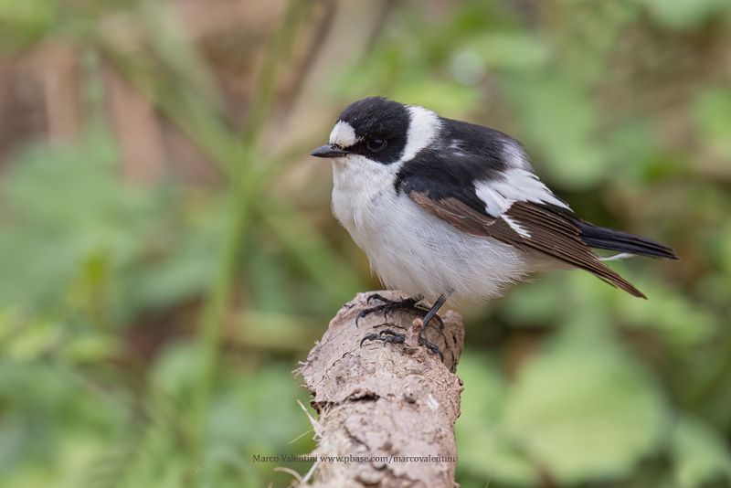 Collared Flycatcher - Ficedula albicollis