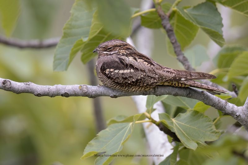 Eurasian Nightjar - Caprimulgus europaeus