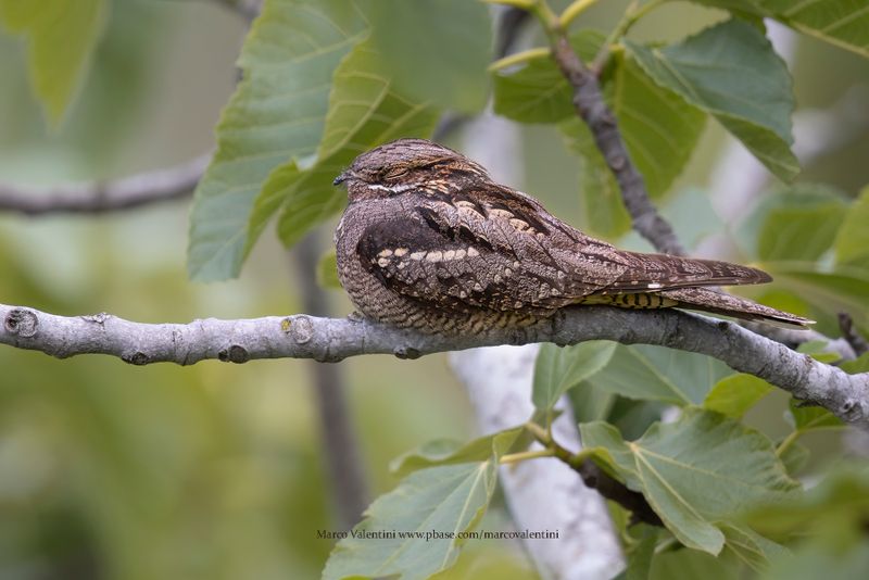 Eurasian Nightjar - Caprimulgus europaeus