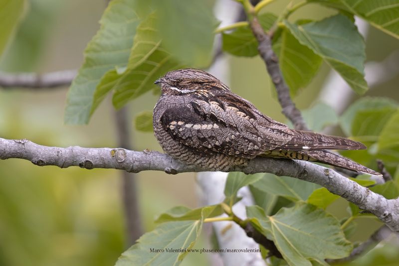 Eurasian Nightjar - Caprimulgus europaeus