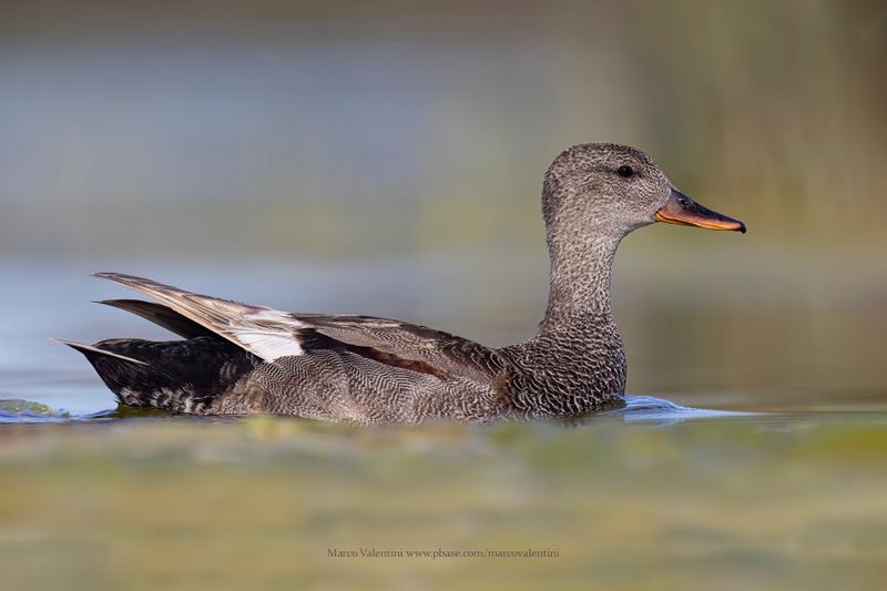 Gadwall - Anas strepera