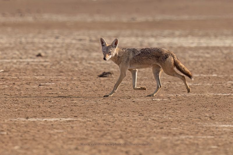 African Wolf - Canis lupaster