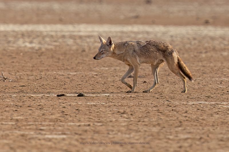 African Wolf - Canis lupaster