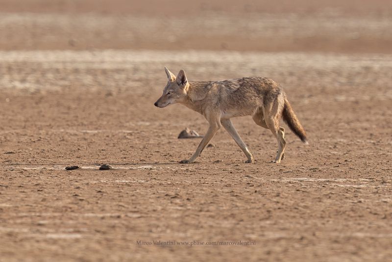 African Wolf - Canis lupaster