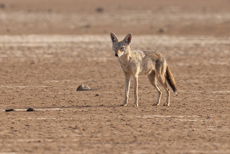 African Wolf - Canis lupaster