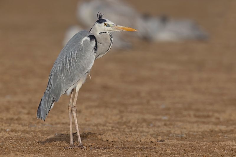 Grey heron - Ardea cinerea