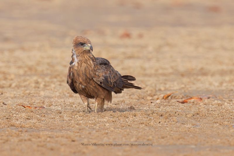 Yellow-billed Kite - Milvus aegyptius