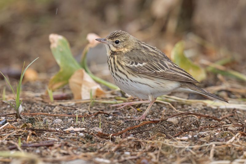 Tree pipit - Anthus trivialis
