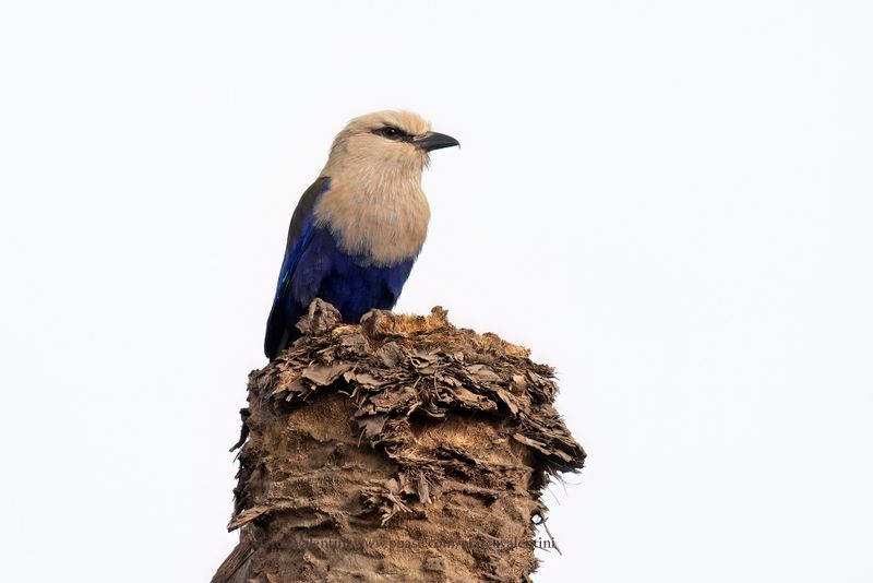 Blue-bellied Roller - Coracias cyanogaster