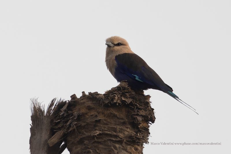 Blue-bellied Roller - Coracias cyanogaster