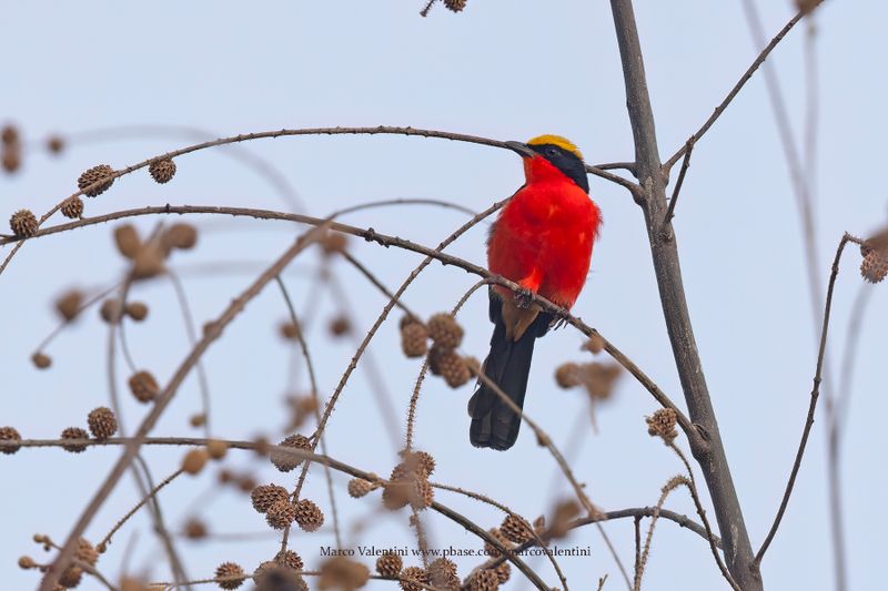 Yellow-crowned Gonolek - Laniarius barbarus