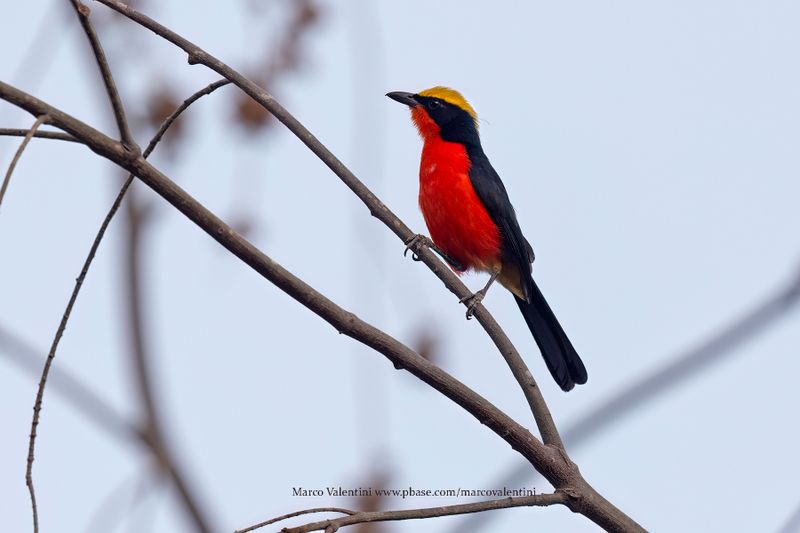 Yellow-crowned Gonolek - Laniarius barbarus