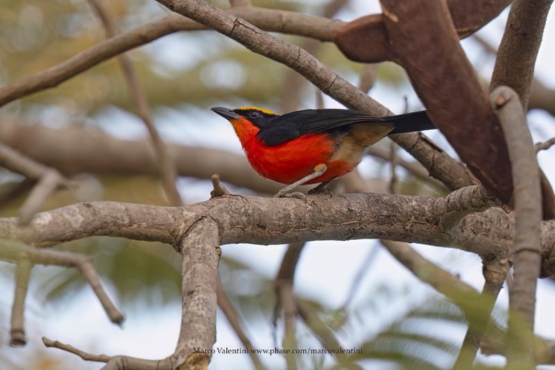 Yellow-crowned Gonolek - Laniarius barbarus