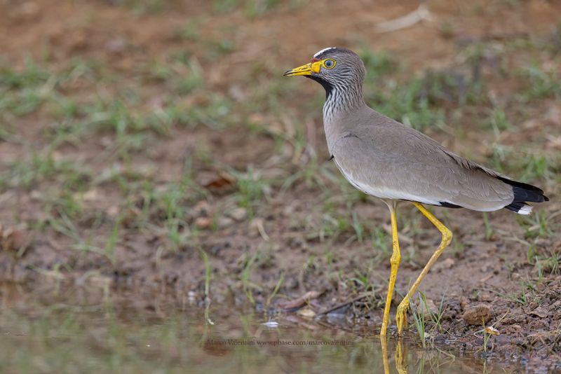 African Wattled Lapwing - Vanellus senegallus