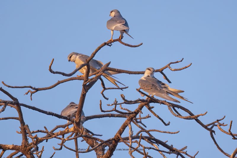 Scissor-tailed Kite - Chelictinia riocourii